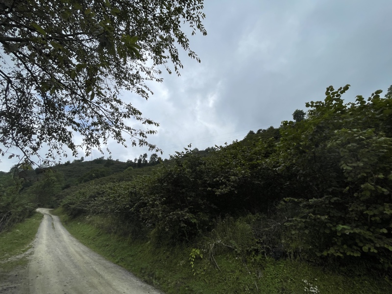 GİRESUN BULANCAK'TA 4.652 M2 SATILIK FINDIK BAHÇESİ